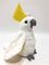 100% PP Cotton Gift Stuffed Cockatoo Stuffed Animal Plush Toy ifts For Kids